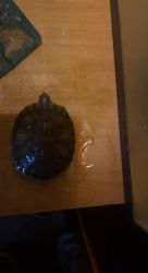 Juvenile Cumberland aquatic turtle
