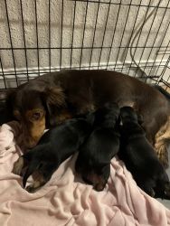 Dachshund & beagle mix puppies