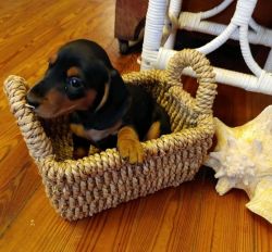 charming and sweet Dachshunds
