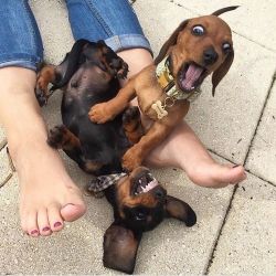 Akc dachshund puppies ready for adoption