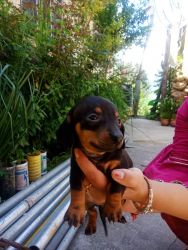 Dachshund breed puppies 1 month old new born