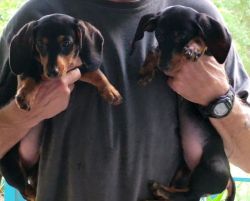 AKC Registered Black and Tan Dachshund Male Pups