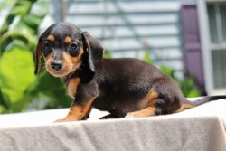 agreeable Dachshund Puppies