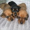 Dachshunds for rehoming