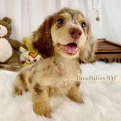 Mini longhair chocolate dapple dachshund puppies