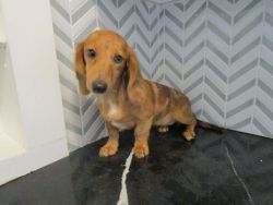 Doxie puppies for sale
