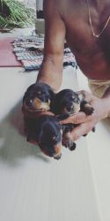 High quality dachshund puppies for sale