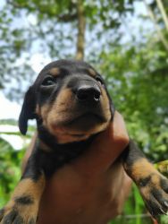 Daschund Puppies for sale