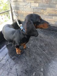 11 Month Dachshund for sale