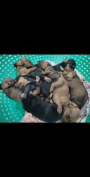 Original breed dachshund puppies