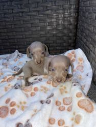AKC Isabella dachshund puppies