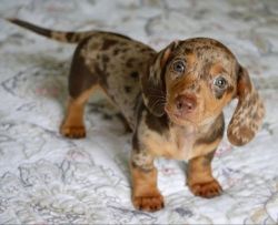 Beautiful Male And Female Dachshunds Puppies.
