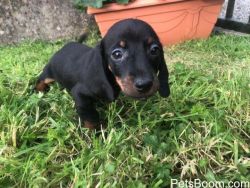 Dachshund Puppies Available for sale now