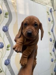 Dachshund male puppies available