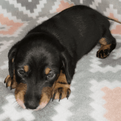 Dachshund Puppy fully housebroken and knows basic commands