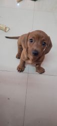 Dachshund puppy for sale in Coimbatore