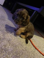 Female long haired dachshund puppies