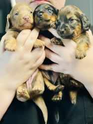 Mini dachshund puppies ready in time for Valentine’s day