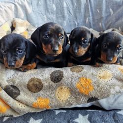 Dachshund puppies for rehoming1m xxx-xxx-xxxx