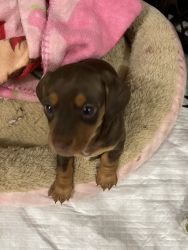 2 Female Dachshund Puppies for Sale