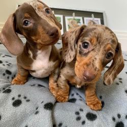 Super cute dachshund puppies ready for re-homing