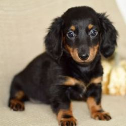 Miniature dachshund is looking for home. xxx-xxx-xxxx