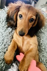 Akc mini dachshund puppy for sale