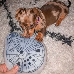 dachshund puppies for adoption