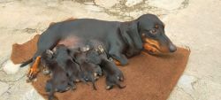Dachshund puppies for sale male and female