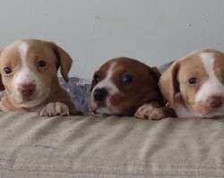 Dashound Puppies for sale