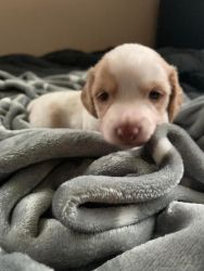 Gorgeous mini male dachshund puppy!!