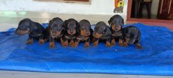Dachshund puppies 30 days old