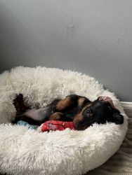 Dachshund puppy For Sale