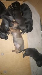 – hound puppies short hair born January 21st 2022 able to re-home on 3