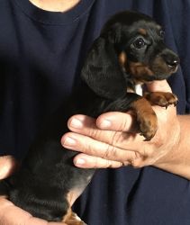 Dachshunds for sale