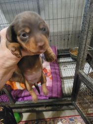 Akc registered Miniature Dachshund puppies