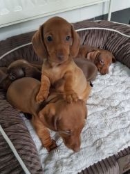 Male and Female Dachshunds puppies