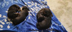 Daschund puppies for sale
