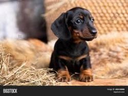 Healthy dachshund puppies for sale