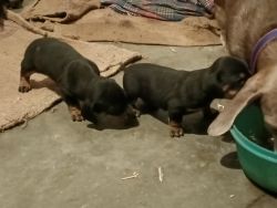 Sell my puppies