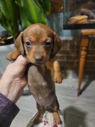 AK registered Miniature Dachshund puppies
