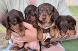 Black And Fawn Mini Dachshund Puppies