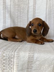 Smoothcoat miniature dachshund