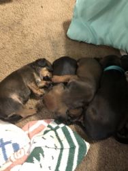 Dachshund puppies for sale… will be ready for rehoming May 1,2022