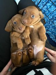 Mini Daushound (Doxie) Puppies For Sale in Kent, Ohio