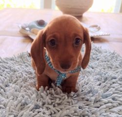 Miniature dachshund 