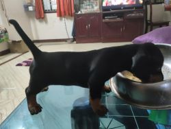 Dashound puppies available in Chennai contact me xxx4 6155 89