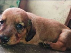 Brown dachshund Puppy for sale