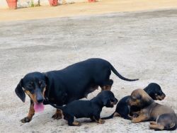 Dachshund female puppies available