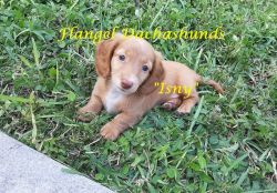 AKC miniature dachshund puppies, long haired